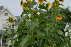 Sunflowers-Growing-in-a-Tree-Stump-81