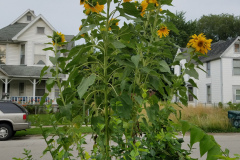 Sunflowers-Growing-in-a-Tree-Stump-83