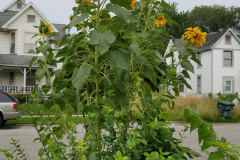 Sunflowers-Growing-in-a-Tree-Stump-87