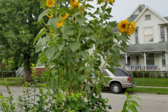 Sunflowers-Growing-in-a-Tree-Stump-88