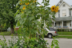 Sunflowers-Growing-in-a-Tree-Stump-89
