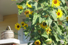 Sunflowers-and-Brick-House-12