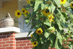 Sunflowers-and-Brick-House-13