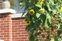 Sunflowers-and-Brick-House-14