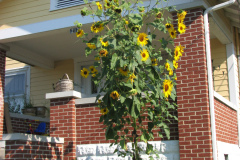 Sunflowers-and-Brick-House-20