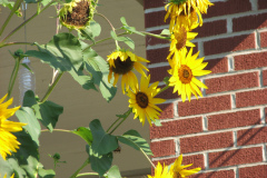 Sunflowers-and-Brick-House-21