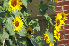 Sunflowers-and-Brick-House-22