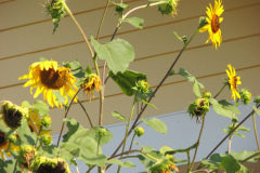 Sunflowers-and-Brick-House-28