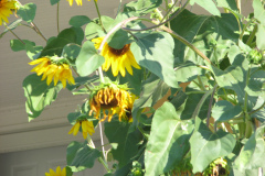 Sunflowers-and-Brick-House-29