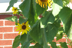 Sunflowers-and-Brick-House-30