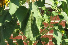 Sunflowers-and-Brick-House-31