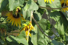 Sunflowers-and-Brick-House-36