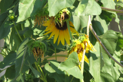 Sunflowers-and-Brick-House-37