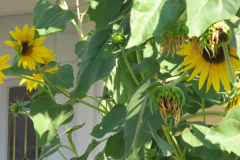 Sunflowers-and-Brick-House-38