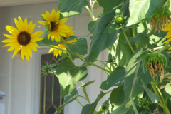 Sunflowers-and-Brick-House-39