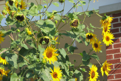 Sunflowers-and-Brick-House-4