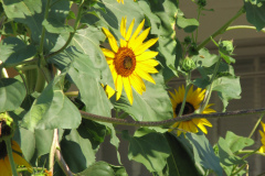 Sunflowers-and-Brick-House-44