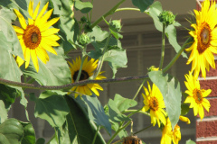Sunflowers-and-Brick-House-45