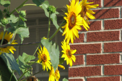 Sunflowers-and-Brick-House-46