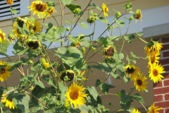 Sunflowers-and-Brick-House-5