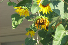 Sunflowers-and-Brick-House-52