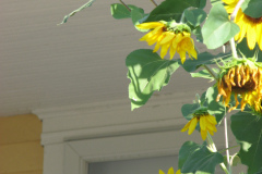 Sunflowers-and-Brick-House-53