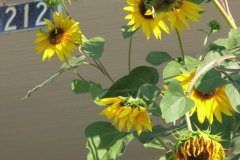 Sunflowers-and-Brick-House-54