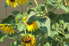 Sunflowers-and-Brick-House-55