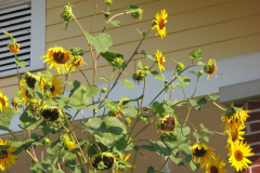 Sunflowers-and-Brick-House-6