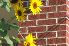 Sunflowers-and-Brick-House-60