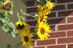 Sunflowers-and-Brick-House-61