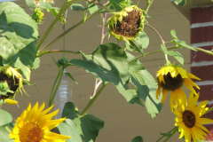 Sunflowers-and-Brick-House-62