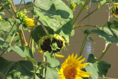 Sunflowers-and-Brick-House-63