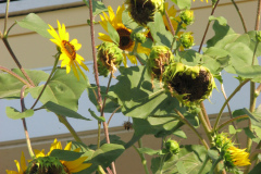 Sunflowers-and-Brick-House-68