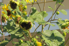 Sunflowers-and-Brick-House-69