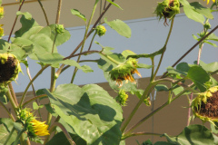 Sunflowers-and-Brick-House-70