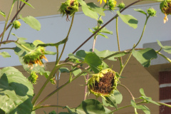 Sunflowers-and-Brick-House-71