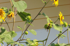 Sunflowers-and-Brick-House-76