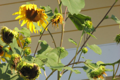 Sunflowers-and-Brick-House-77