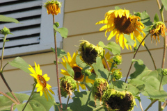 Sunflowers-and-Brick-House-78
