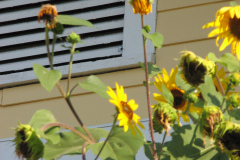 Sunflowers-and-Brick-House-79