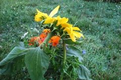 Sunflowers-and-Marigolds-12