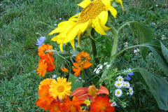 Sunflowers-and-Marigolds-15
