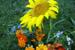 Sunflowers-and-Marigolds-16