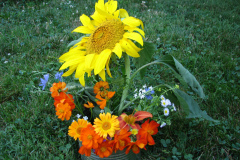 Sunflowers-and-Marigolds-17