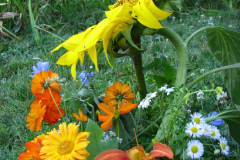 Sunflowers-and-Marigolds-18