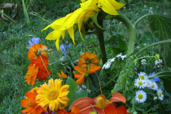 Sunflowers-and-Marigolds-19