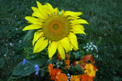 Sunflowers-and-Marigolds-2