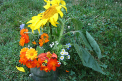 Sunflowers-and-Marigolds-21
