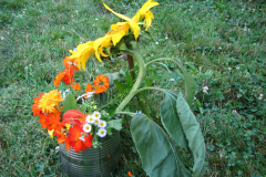 Sunflowers-and-Marigolds-23